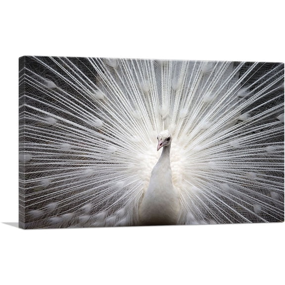ARTCANVAS White Peacock Home decor Canvas Art Print - Size: 40" x 26" (1.50" Deep)