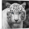 thumbnail image 1 of ARTCANVAS White Tiger Blue Eyes Staring Square Canvas Art Print - Size: 36" x 36" (1.50" Deep), 1 of 9