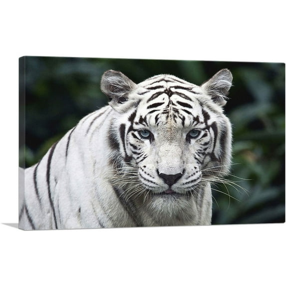 ARTCANVAS White Tiger Staring Canvas Art Print - Size: 18" x 12" (0.75" Deep)