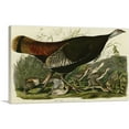 thumbnail image 1 of ARTCANVAS Wild Turkey Canvas Art Print by John James Audubon - Size: 40" x 26" (0.75" Deep), 1 of 9