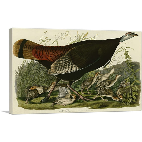 ARTCANVAS Wild Turkey Canvas Art Print by John James Audubon - Size: 40" x 26" (1.50" Deep)