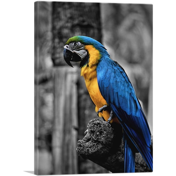 ARTCANVAS Yellow And Blue Ara Parrot On The Branch Canvas Art Print - Size: 18" x 12" (0.75" Deep)
