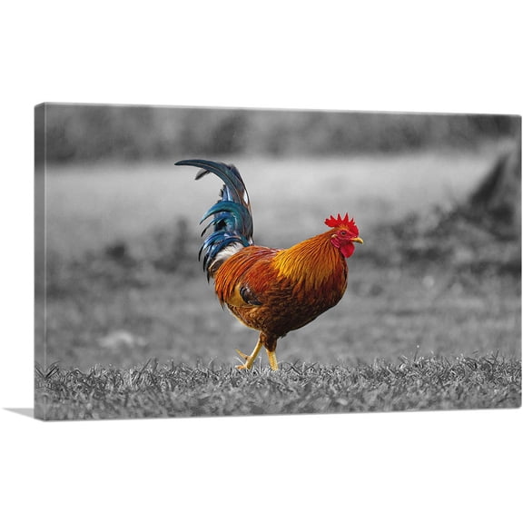 ARTCANVAS Young Farm Rooster Cock In Yard Canvas Art Print - Size: 18" x 12" (0.75" Deep)