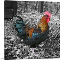 ARTCANVAS Young Rooster Cock On Farm Canvas Art Print - Size: 18" x 18" (0.75" Deep)
