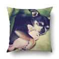 thumbnail image 1 of ARTJIA A Tiny Chihuahua Cuddling His Pink Bunny Stuffed Animal Toy Under Green Blanket Pillowcase Pillow Cushion Cover 20x20 inch, 1 of 1