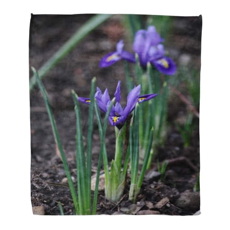 ASHLEIGH Flannel Throw Blanket Iris Reticulate Blossoming Blue Mini in Spring Reticulata Rhapsody Soft for Bed Sofa and Couch 58x80 Inches