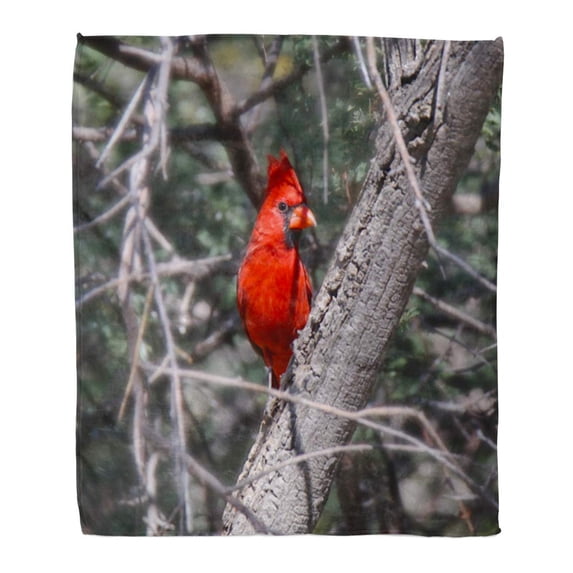 ASHLEIGH Throw Blanket 58x80 Inches Colorful Bird Northern Cardinal Black Face Mask Warm Flannel Soft Blanket for Couch Sofa Bed