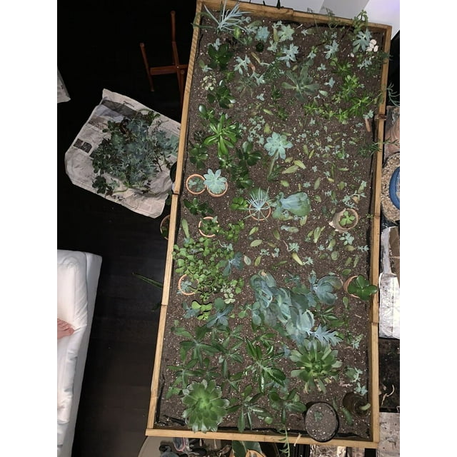 ASSORTED BULK SUCCULENTS LIVE PLANTS GIFT RESELL WHOLESALE