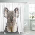 thumbnail image 1 of ATABIE Gray Portrait of Male Koala Bear Phascolarctos Cinereus Shower Curtain 60x72 inch, 1 of 1