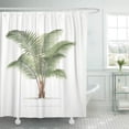 thumbnail image 1 of ATABIE Rhopalostylis Palm Tree Collection Bauerii Tropics Shower Curtain 66x72 inch, 1 of 1