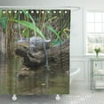 thumbnail image 1 of ATABIE Tour Green Louisiana Honey Island Swamp American Alligator Bayou Shower Curtain 66x72 inch, 1 of 1