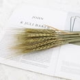 thumbnail image 1 of ATJIA 25 Stems 19.69 Inch Dried Wheat Sheaves, Natural Wheat Stalks Bundle Fall Arrangement for DIY Craft, Home Table, Wedding, Indoor, 1 of 11