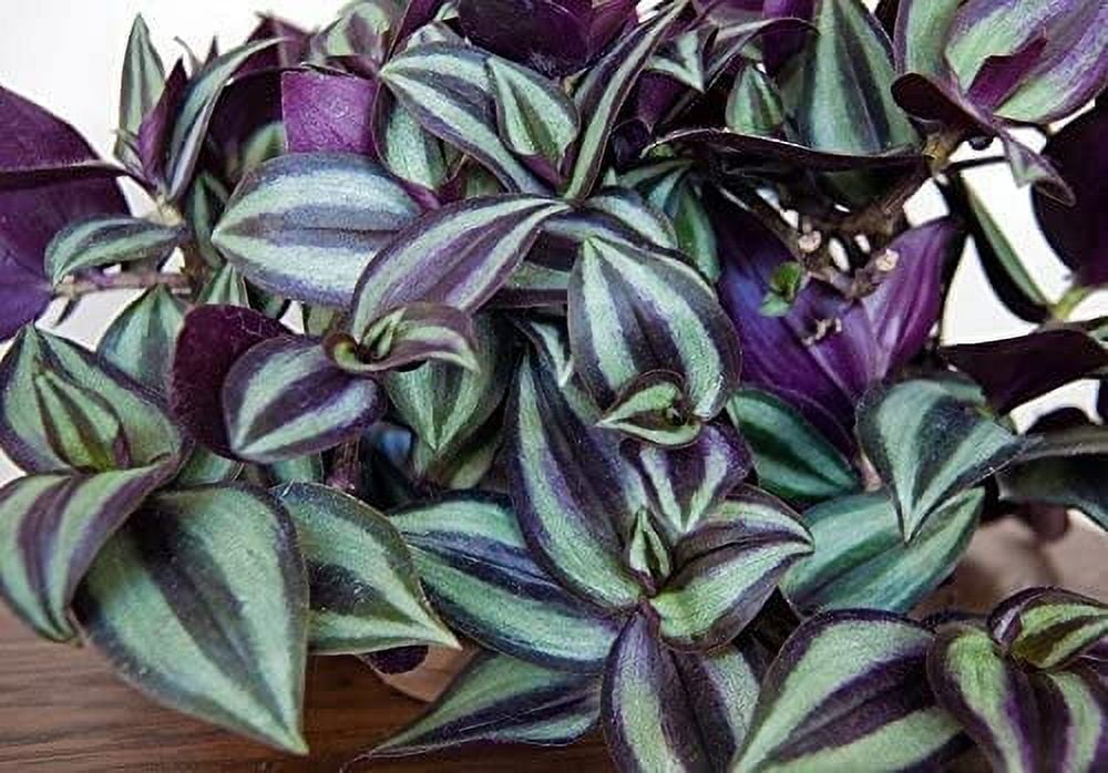 AUGUST BREEZE 4" FARM Purple Wandering Jew Live Plants (9 Count)