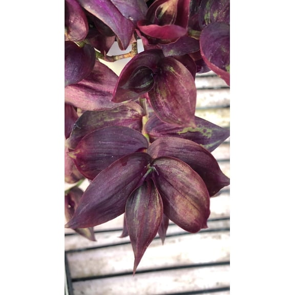 AUGUST BREEZE FARM 5 in Tradescantia Red Gem Live Plants (10 Count)