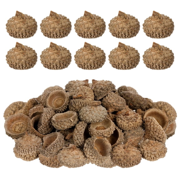 AURARMLET 150pcs Natural Acorn Shell Caps DIY Craft Material 1-2.5cm for Decor