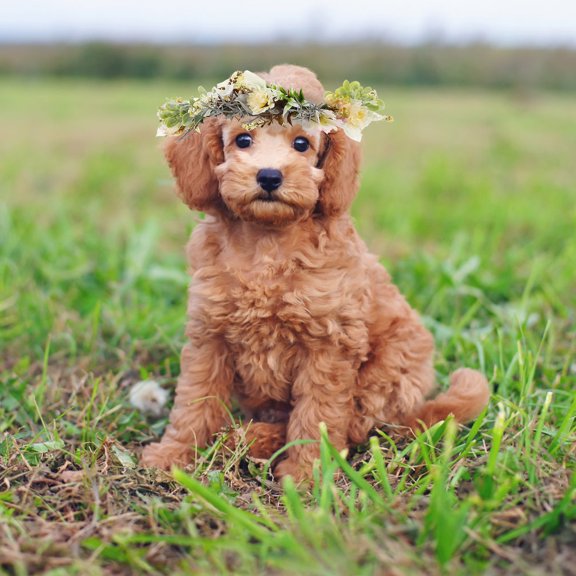 AURARMLET Floral Wreath Dog Collar Flower Crown for Pets Wedding and Everyday Use Adorable Dog Photo Prop Stylish