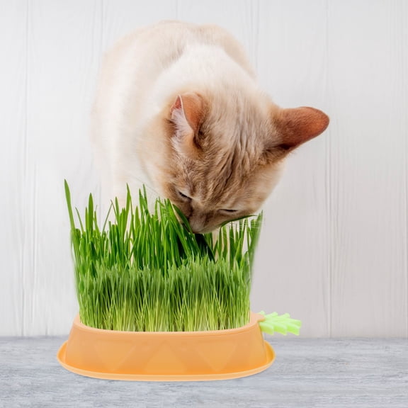 AURARMLET Yellow Cat Grass Planter Box with Layered Design for Hairball Control and Support