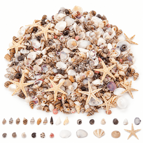 AURENIX 1000 Pcs Mini Sea Shells Starfish Mixed, 20 Kinds of Tiny Bulk Seashells for Crafting, Beach Natural Conch Shells for Crafts Diy, Beach Theme Party Wedding Fish Tank Decor