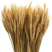 AURORA TRADE 25 Stems 19.69 Inch Dried Wheat Sheaves, Natural Wheat Stalks Bundle Fall Arrangement for DIY Craft, Home Table, Wedding, Indoor