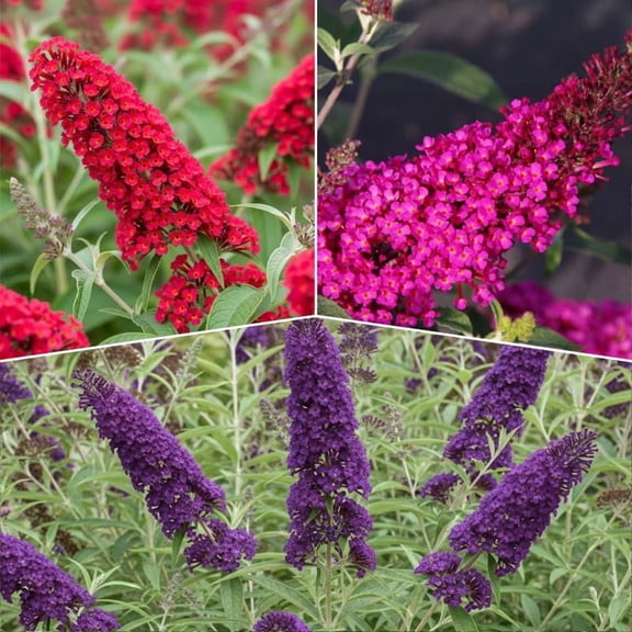 AVERAR 3 Buddleia Butterfly Bush Live Plant Ready to Plant Outdoor, Random Blooms, Starter 5 to 9 Inches Tall, Cold Hardy and Fragrant, Zones 5-9