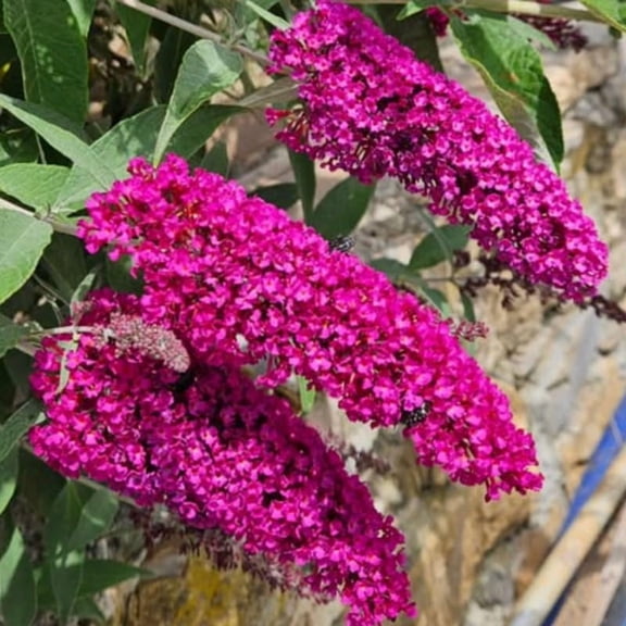 AVERAR 6 Months Old Raspberry Butterfly Bush Live Plant, Butterfly Bushes Ready to Plant Outdoor, Buddleia Plant Bush Shrub 5-7 Inches Tall, No Pot