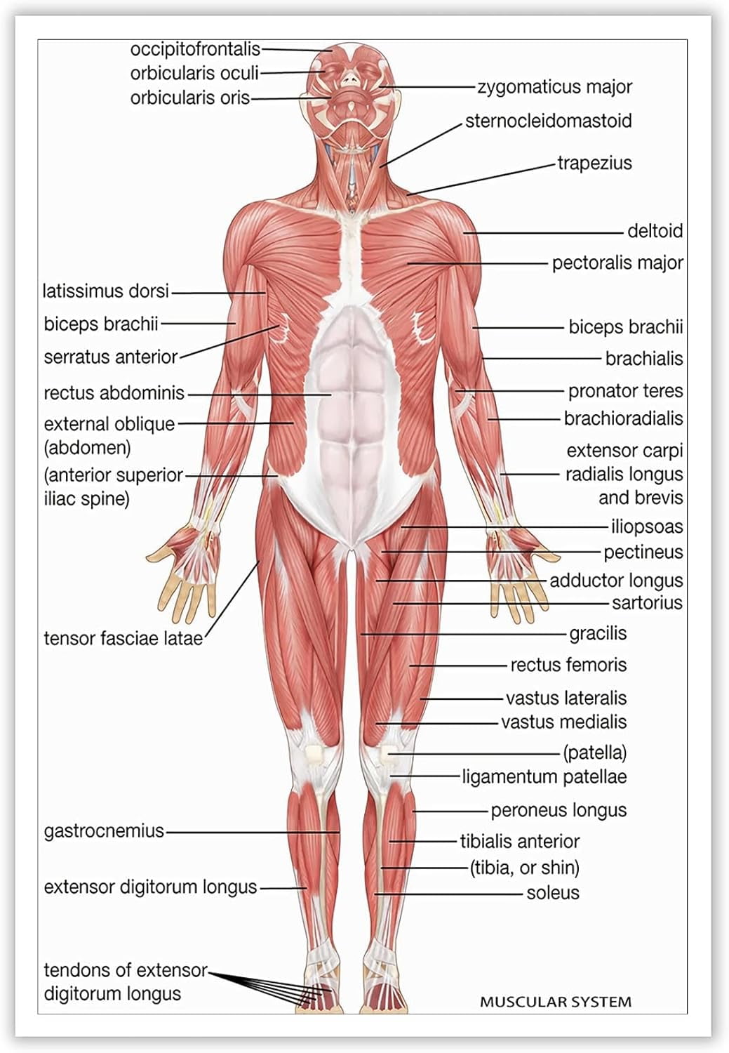 AVOI Modern Muscular System Anatomical Chart Posters Human Anatomy