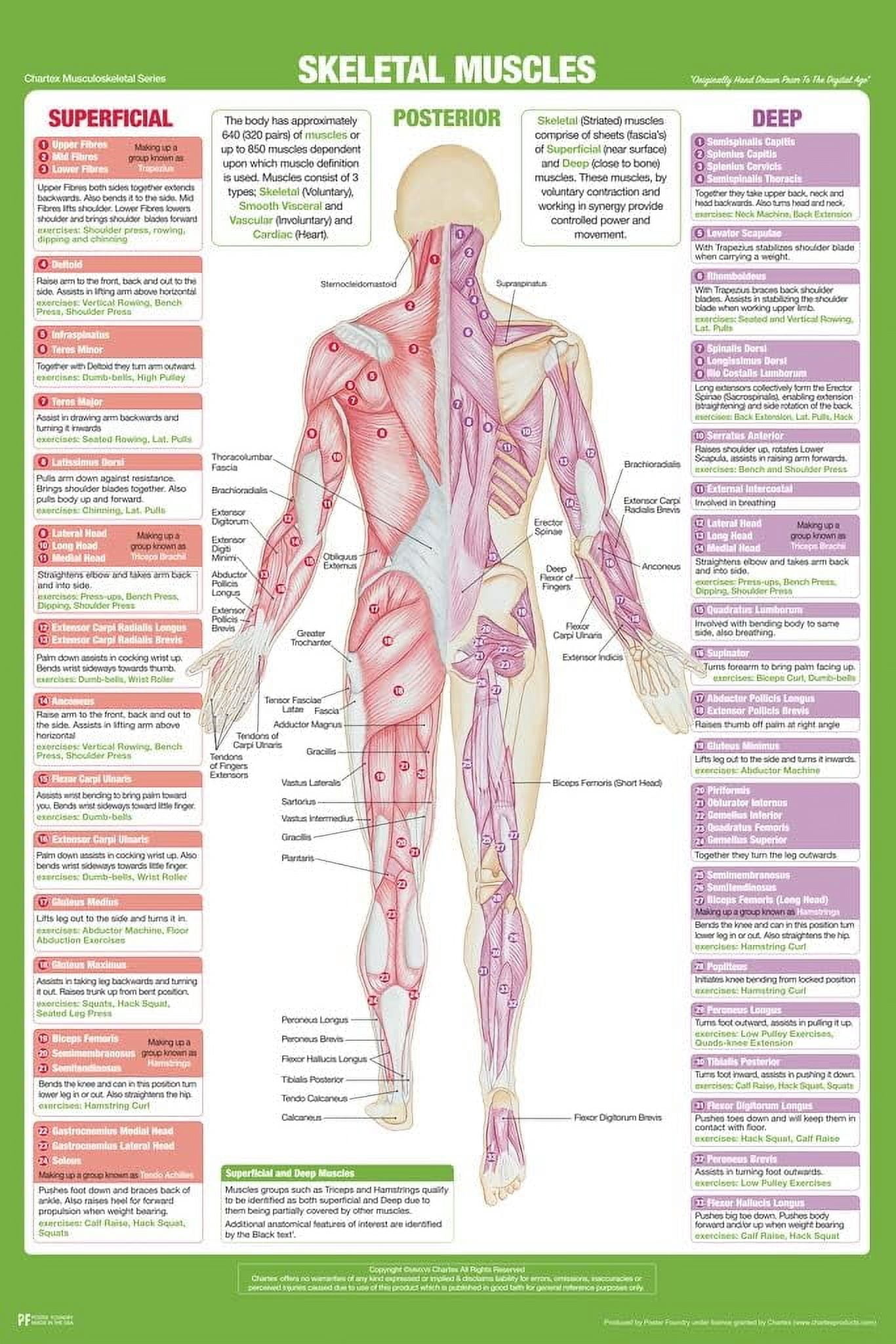 AVOI Skeletal Muscle Anatomy Posterior Poster Nursing School Essentials ...