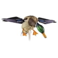 thumbnail image 1 of Avian-X Powerflight Mallard Smart-Motion Realistic, Spinning Wing Duck Hunting Decoy - AVX-AVXDP101, 1 of 12