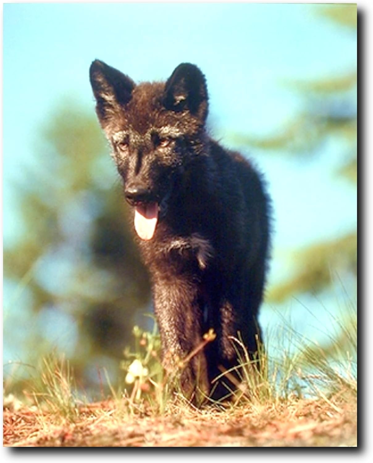 AXXPosters Gray Wolf Pup Wild Animal Home Wall Decor Art Print Poster ...