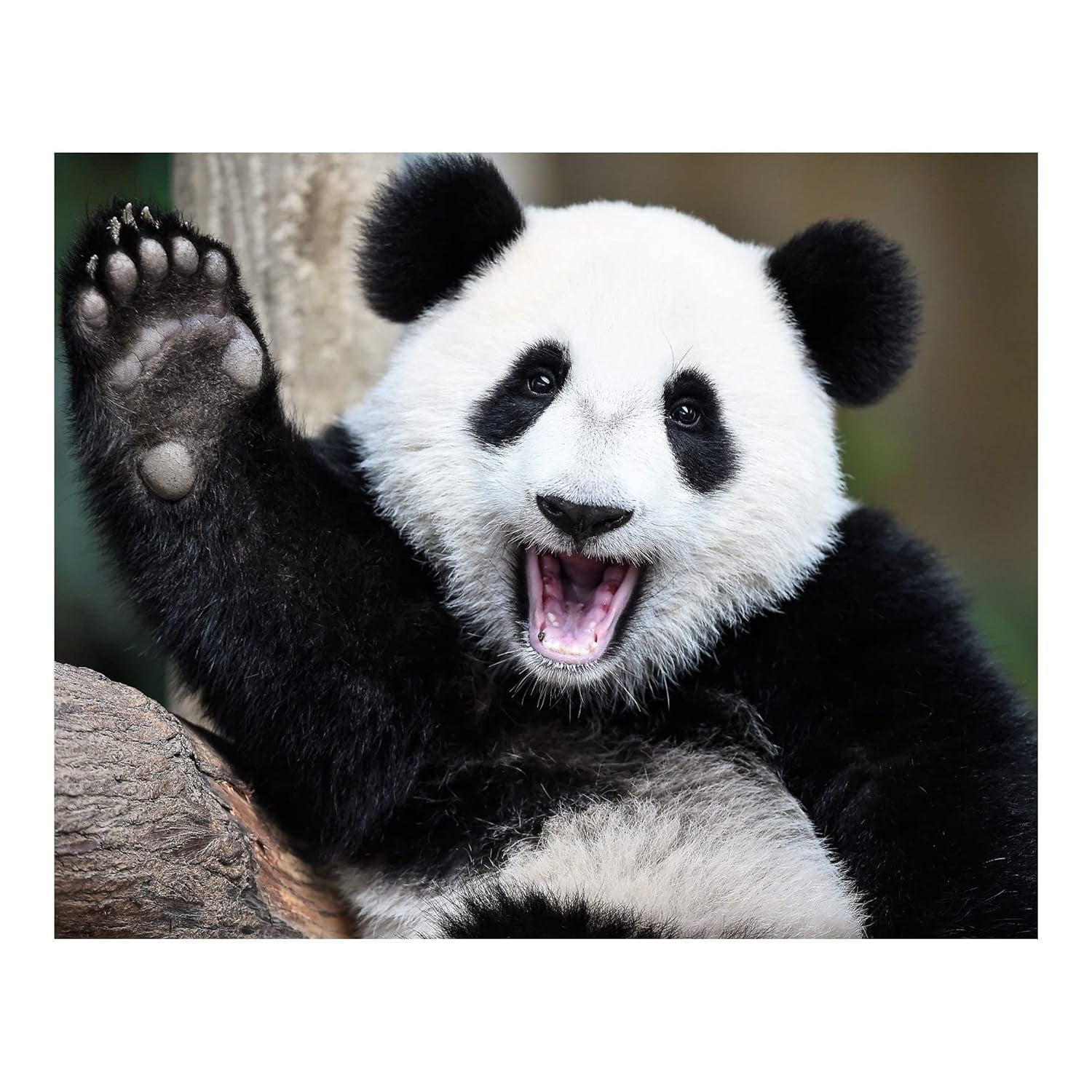 AXXPosters Happy Panda Waving Hi - Animal Wall Decor, Funny Wall Art ...