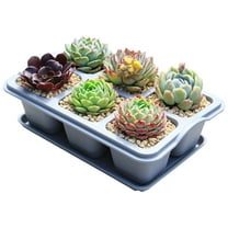 YardVibe Silicone Succulent Pots, 6 Pcs Mini Flower Plant Containers for Succulent Cactus Flower, Indoor Outdoor Succulent Plant Pots with Tray, for Home Garden Kitchen Decor (Gray, 6 * 8.7 inch)