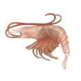 thumbnail image 1 of AYYUFE High Simulation Shrimp Squid Ocean Animal Model Figurine Table Kids Toy, 1 of 6