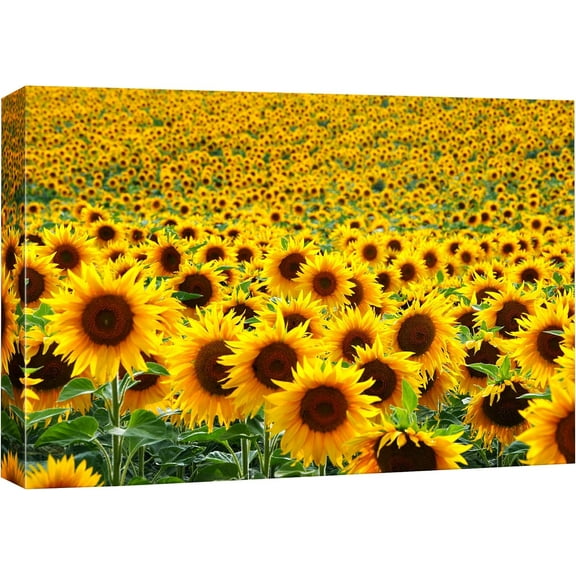 Aaheei Canvas Print Wall Art Hundreds of Sunflowers in Field Floral Plants Photography Realism Contemporary Scenic Colorful Multicolor Ultra for Living Room, Bedroom, Office