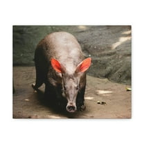 Aardvark On The Move Staring Aardvark Outdoor Wall Art Ready to Hang Unframed