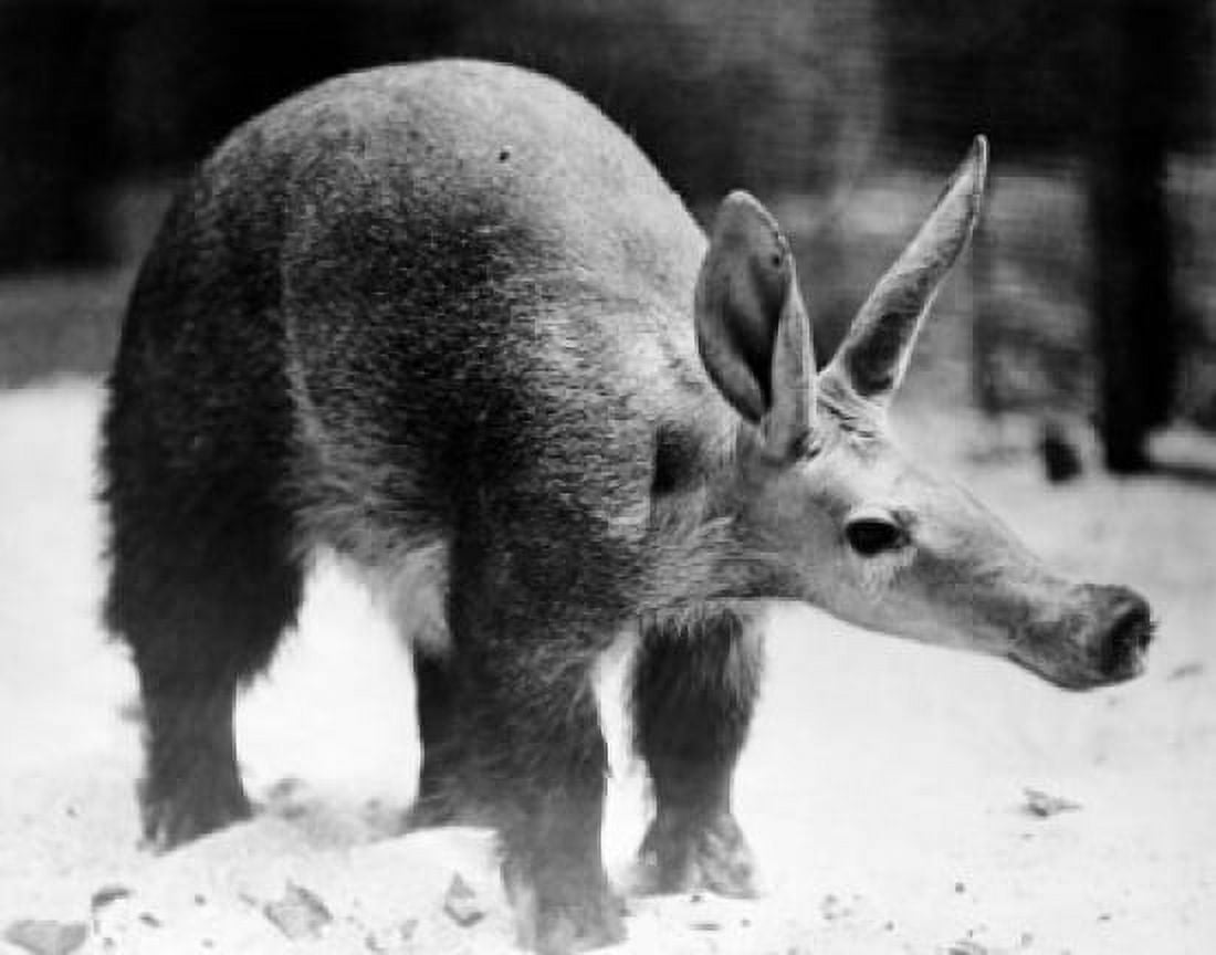 Aardvark standing (Orycteropus afer) Canvas Art - (24 x 36)