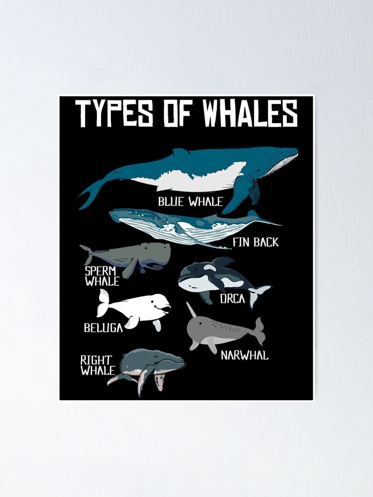 Aaroca Cute Ocean Mammal Guide print, Types of Whale, Fish Poster ...