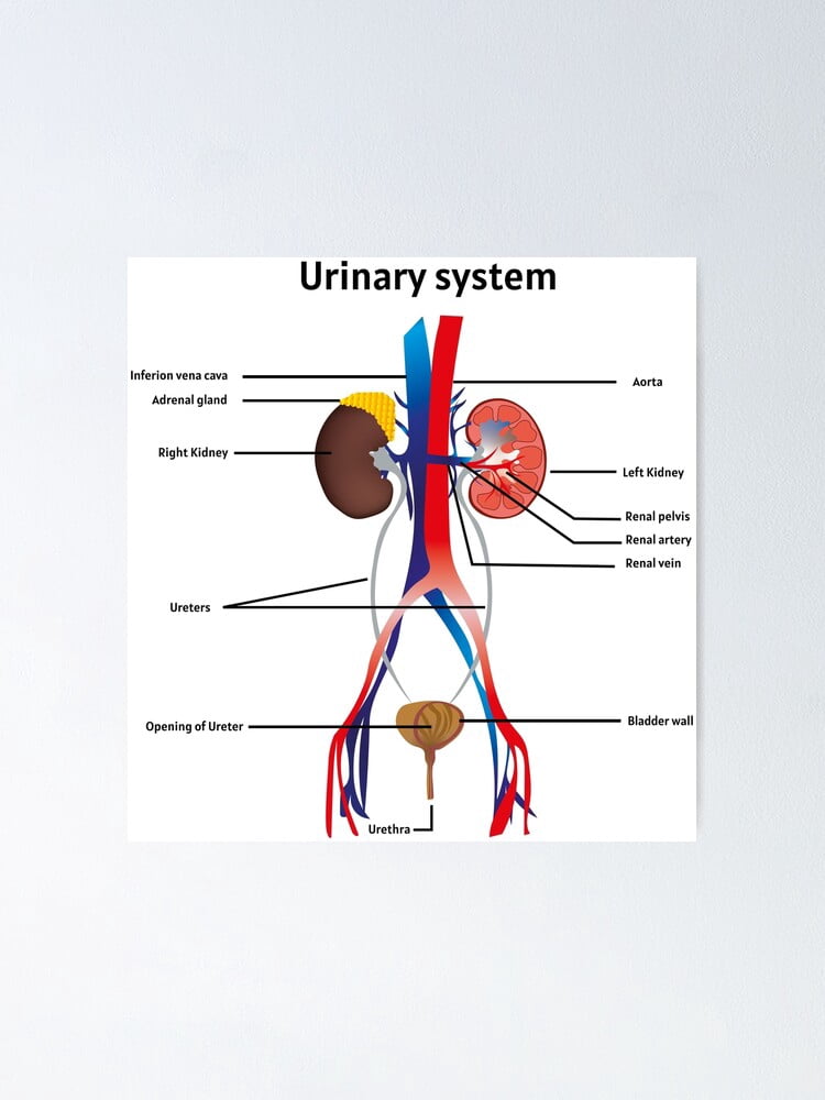 Aaroca Urinary system poster | educational poster for medical science ...