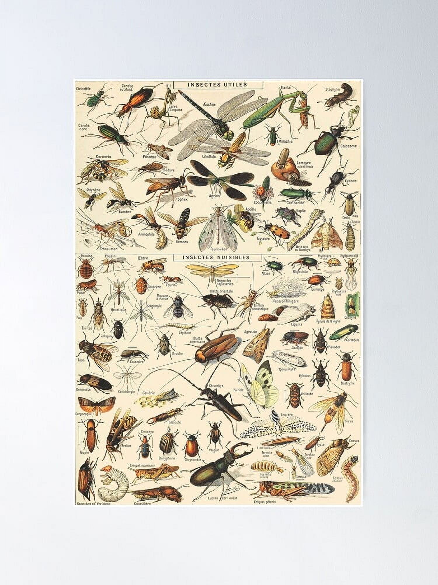Aaroca Vintage Insect Poster Canvas Poster - Modern Wall Art for Home ...
