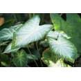 thumbnail image 1 of Aaron Caladium Bulbs for Planting - Fancy (5 Bulbs), 1 of 6