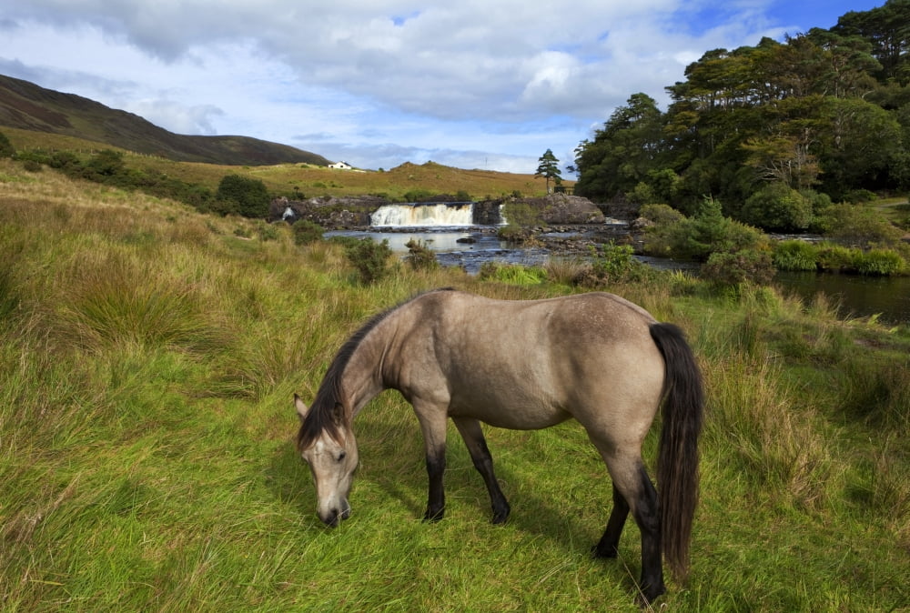 Aasleagh Falls Near Leenaun County Galway Ireland Canvas Art - George Munday Design Pics (36 x 24)