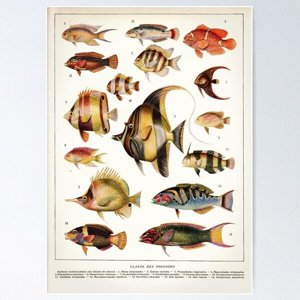 quot;Adolphe Millot - Poissons A - French vintage nautical poster" Poster