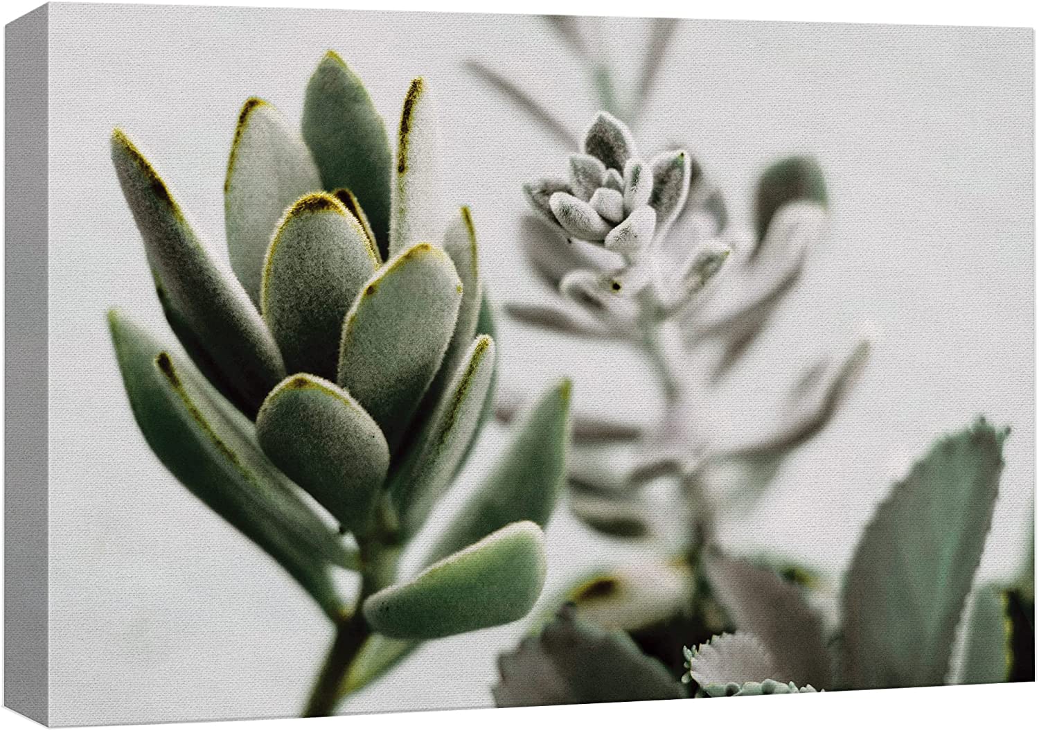 AatoeaX Canvas Print Wall Art Closeup of Green & White Succulent Leaves ...