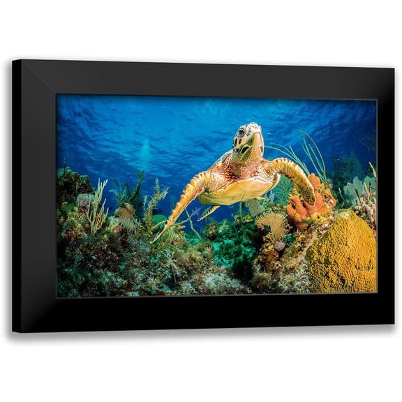 Abadschieff, Jan 14x10 Black Modern Framed Museum Art Print Titled - Hawksbill Turtle Swimming Through Caribbean Reef