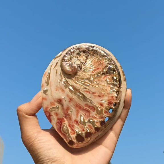 Abalone Shell 12 to 13cm Aquarium Decor Marine Specimen Coastal Ornament Mediterranean Style Display Craft Decoration
