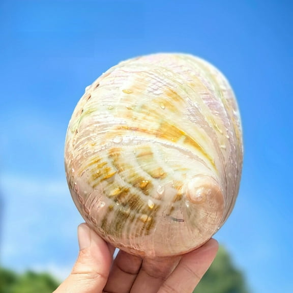 Abalone Shell 12 to 14cm Large Sea Conch Specimen Aquarium Decor Coastal Style Ornament Marine Display Home Decoration
