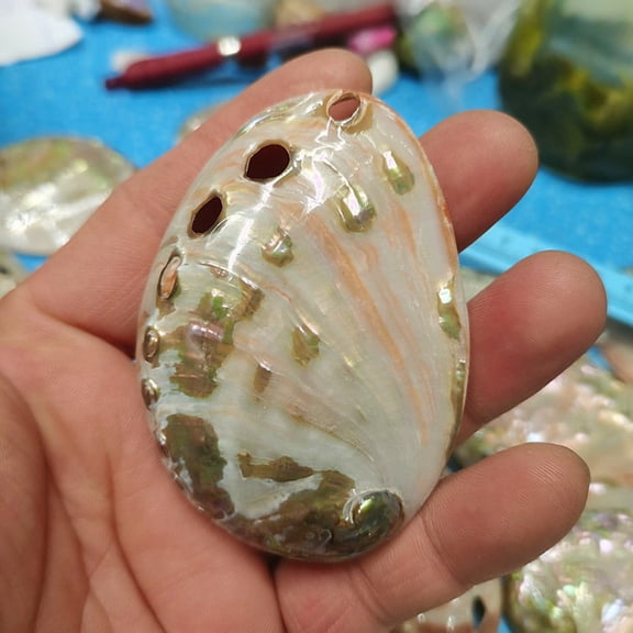Abalone Shell 7 to 8cm Iridescent Sea Shell for Aquarium Decor Coastal Style Display Home Ornament Collectible Gift Piece