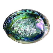 Abalone Shell Bowl For Smudging Sage Burner