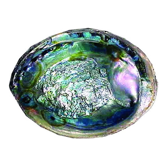 Abalone Shell Bowl For Smudging Sage Burner