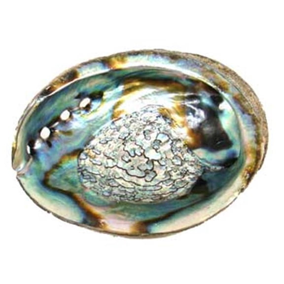 Abalone Shell Incense Burner - Natural Iridescent - 4-5 in. - Unique Decorative Piece