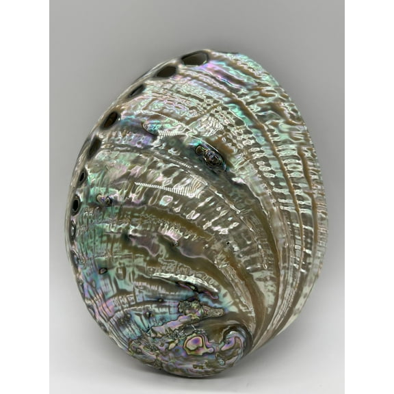 Abalone Shell Polished Both Sides 6-7", Seashell Incense Burner, Smudge Bowl for Holding Smudge Sticks, Incense, Crafts, Display